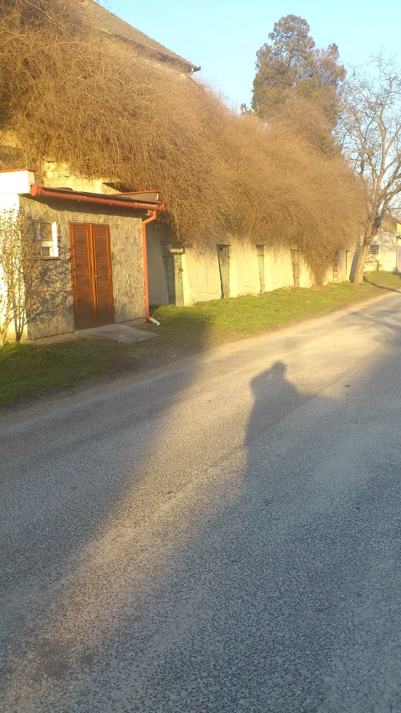 Falusi utca alacsony napfényben, a házak előtt magas bokrokkal
